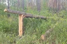 Под Воронежем лесник за 15 тысяч рублей разрешил срубить сосен на 3 миллиона Под Воронежем лесник за 15 тысяч рублей разрешил срубить сосен на 3 миллиона